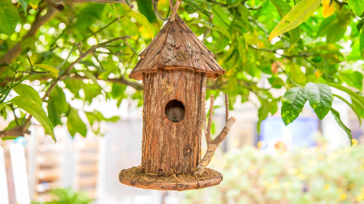 Wooden birdhouse hangs from tree branch